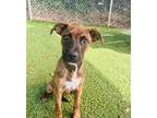 Adopt Alohomora a Brindle Terrier (Unknown Type, Small) / Mixed Breed (Large) /