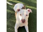 Adopt Olivia a White - with Brown or Chocolate Pit Bull Terrier / Mixed dog in