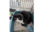 Adopt Kincaid a Black & White or Tuxedo Domestic Mediumhair (medium coat) cat in