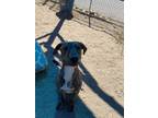 Adopt Taco a Brindle Mixed Breed (Large) / Mixed dog in Nogales, AZ (39670307)