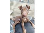 Adopt Linny a Brown/Chocolate Labrador Retriever / Mixed Breed (Large) / Mixed