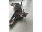Adopt Bodhy a Tiger Striped American Shorthair / Mixed (short coat) cat in Dade