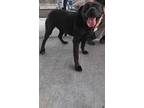 Adopt Ember a Black Labrador Retriever / Pit Bull Terrier dog in Bolivar