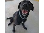 Adopt Reese a Black Labrador Retriever dog in Bolivar, MO (39669474)