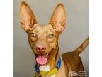 Adopt Karim a Brown/Chocolate Ibizan Hound / Mixed dog in Swanzey, NH (39669252)
