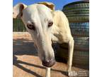 Adopt Jarato a White Greyhound / Mixed dog in Swanzey, NH (39669233)