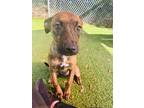 Adopt Protego a Brindle Terrier (Unknown Type, Small) / Mixed Breed (Large) /