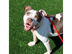 Adopt Helga a White American Pit Bull Terrier / Mixed dog in Atlanta