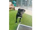 Adopt Ron Weasley a Black Cane Corso / Mastiff / Mixed dog in Gainesville