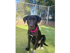 Adopt Hermione Granger a Black Cane Corso / Mastiff / Mixed dog in Gainesville