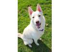 Adopt Phoebe a White Husky / Mixed dog in West Richland, WA (39440273)