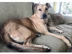 Adopt Luca a Tan/Yellow/Fawn Canaan Dog / German Shepherd Dog / Mixed dog in