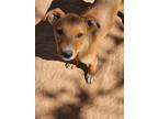 Adopt Ray a Labrador Retriever / Mixed dog in Midland, TX (39666533)