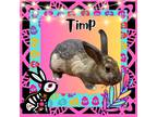 Adopt Timp a Other/Unknown / Mixed (short coat) rabbit in Elizabethtown