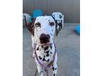 Adopt Ash a White - with Brown or Chocolate Dalmatian / Mixed dog in Turlock