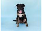 Adopt MADELINE a Black - with Tan, Yellow or Fawn Cocker Spaniel / German