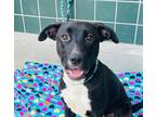 Adopt Addison a Black - with White Pit Bull Terrier / Mixed dog in Chula Vista