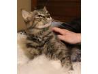 Adopt Makkari a Gray or Blue Domestic Longhair (long coat) cat in Bartlett