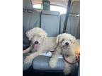 Adopt Archie a White Bichon Frise / Mixed dog in Pennsauken, NJ (39134855)