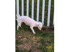 Adopt ADOPTED! Coco a White Bichon Frise / Mixed dog in Pennsauken