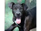 Adopt Graycie a Black - with White Labrador Retriever / Pit Bull Terrier / Mixed
