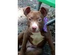 Adopt Royce a Brown/Chocolate Pit Bull Terrier / Mixed dog in Bartlett