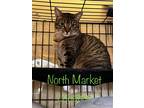 Adopt Kayla a Domestic Shorthair / Mixed (short coat) cat in Raleigh