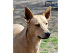 Adopt Corky a Tan/Yellow/Fawn German Shepherd Dog / Mixed dog in Bartlett