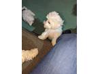 Adopt ADOPTED! Hugo a White Bichon Frise / Mixed dog in Pennsauken
