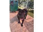 Adopt Draco Malfoy a Black Cane Corso / Mastiff / Mixed dog in Gainesville