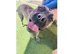 Adopt Filius Flitwick a Brindle Cane Corso / Mastiff / Mixed dog in Gainesville