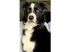 Adopt Jaxon a Black - with White Border Collie / Mixed dog in Tempe