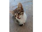 Adopt Penny (SC) a Spotted Tabby/Leopard Spotted Domestic Shorthair / Mixed cat
