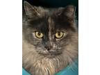 Adopt Vicky a Tortoiseshell Domestic Longhair (long coat) cat in New Richmond