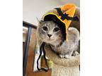 Adopt Niffler a Gray or Blue Domestic Shorthair / Domestic Shorthair / Mixed cat