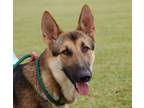 Adopt Ace a Black - with Brown, Red, Golden, Orange or Chestnut German Shepherd