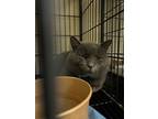 Adopt Jeese a Gray or Blue Domestic Shorthair cat in Whiteville, NC (39647244)