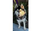 Adopt AIMEE-Mini a Black - with White Siberian Husky / Mixed dog in Valencia