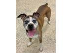 Adopt Tennessee - Silver Heart a Tan/Yellow/Fawn - with White Boxer / Mixed dog