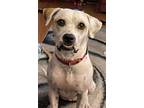 Adopt Tutti a White - with Tan, Yellow or Fawn Boxer / Mixed dog in Madison