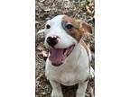 Adopt Petey a Brindle - with White Beagle / Mixed dog in Ocean Springs