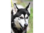 Adopt BUZZ a White - with Black Siberian Husky / Mixed dog in New Haven