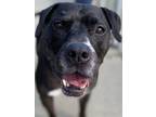 Adopt JUNIOR a Black - with White American Pit Bull Terrier / Boxer / Mixed dog