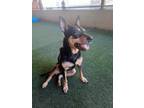 Adopt Cinnabon a Black Shepherd (Unknown Type) / Mixed dog in Dallas