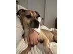 Adopt Nalla - IN FOSTER a Brindle Mixed Breed (Medium) / Mixed Breed (Medium) /