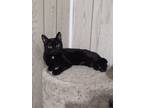 Adopt Shortie a All Black Domestic Shorthair (short coat) cat in Buffalo