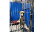 Adopt Fowler a Gray/Blue/Silver/Salt & Pepper Pit Bull Terrier dog in