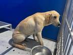 Adopt Goldie a Red/Golden/Orange/Chestnut Labrador Retriever dog in Whiteville