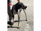 Adopt Sadie a Merle Bluetick Coonhound dog in Whiteville, NC (39643456)