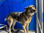 Adopt Oakley a Black German Shepherd Dog dog in Whiteville, NC (39643455)